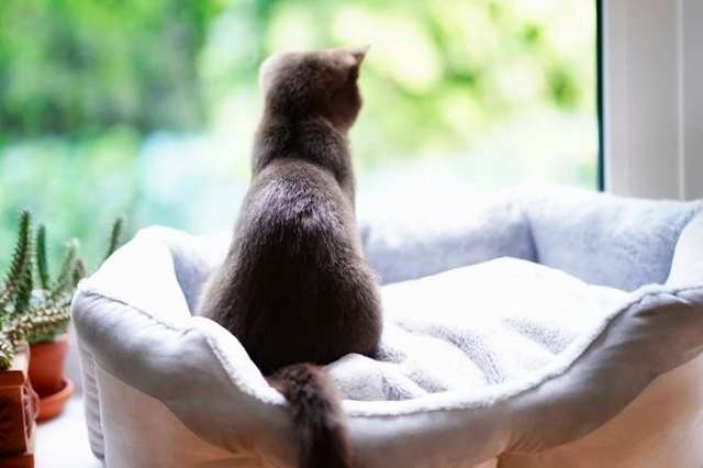 Bolehkah Mengasih Makan Kucing Yang Mengandung Babi?