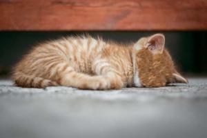 Menabrak Kucing Hingga Mati Akan Terkena Malapetaka?