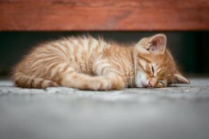 Menabrak Kucing Hingga Mati Akan Terkena Malapetaka?