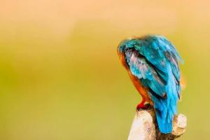 Apa Hukum Jual Beli Burung Hias Dan Memeliharanya?