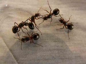 Apa Hukum Membunuh Binatang Kecil Seperti Semut?