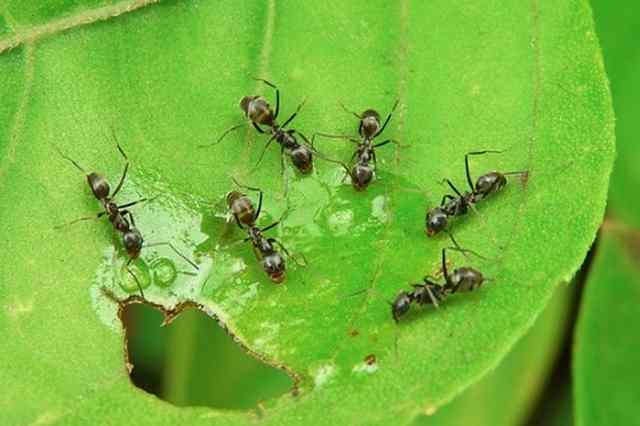 Bagaimana Hukum Membunuh Semut yang Mengganggu?