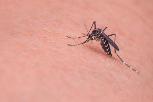 Membunuh Nyamuk Apakah Terlarang?